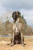 DOGUE ALLEMAND 208